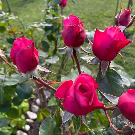 Lägenhet Sonnschein