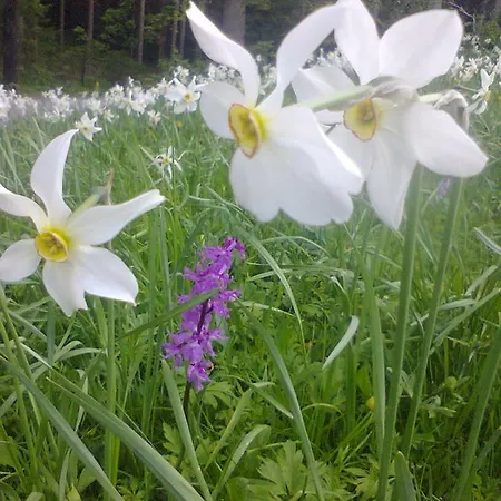 Appartamento Sonnschein Bad Mitterndorf