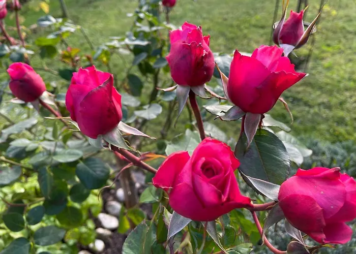 Apartment Sonnschein