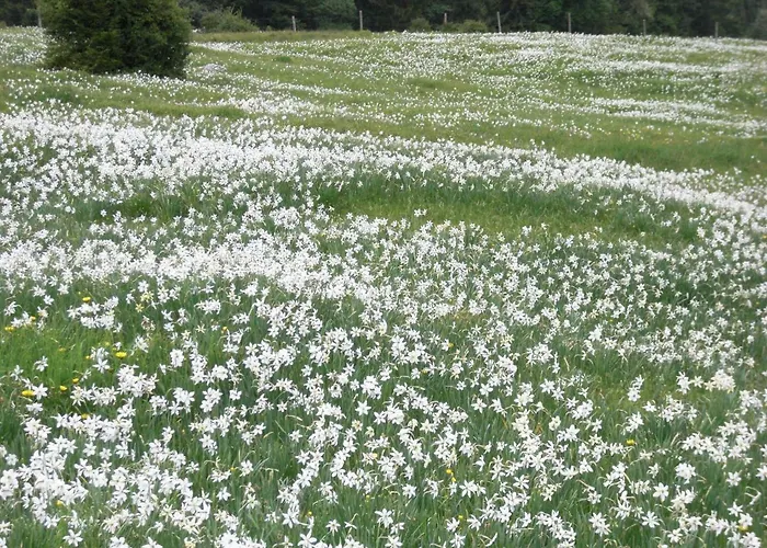 Sonnschein Apartment