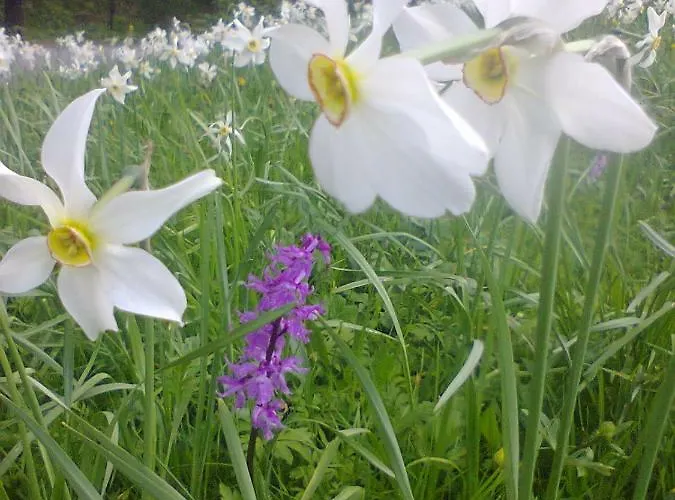 Apartment Sonnschein Bad Mitterndorf